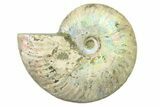 Silver Iridescent Ammonite (Cleoniceras) Fossil - Madagascar #327742-1